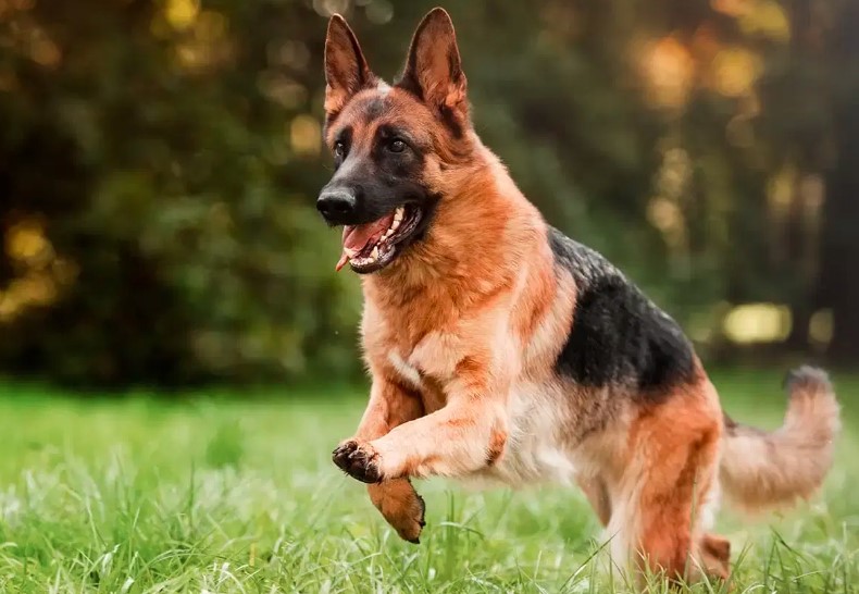 Army Dog Center​​