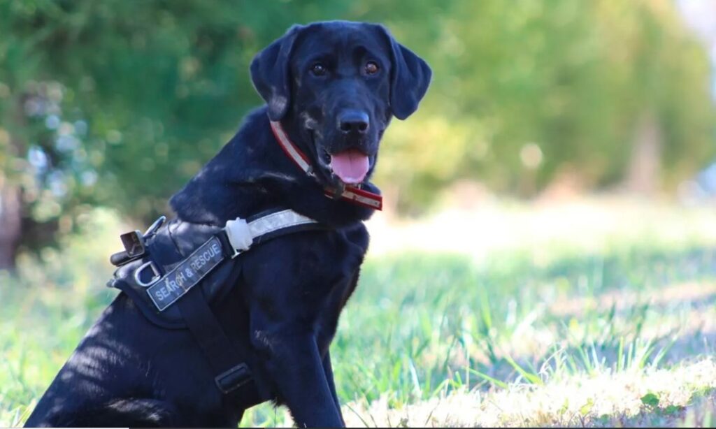 Army Dog Centre Lahore