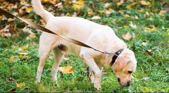 Army Dog Centre Lahore