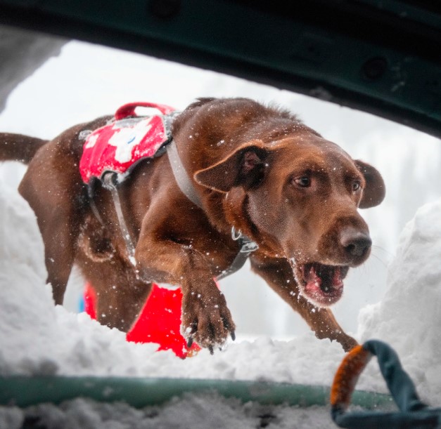 Army dog centre okarra