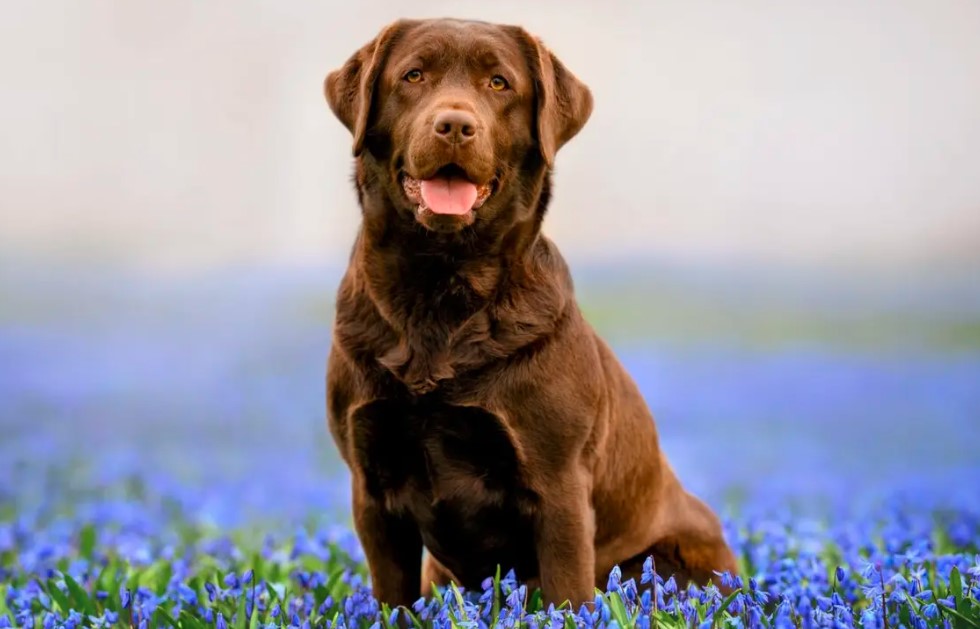 army dog centre