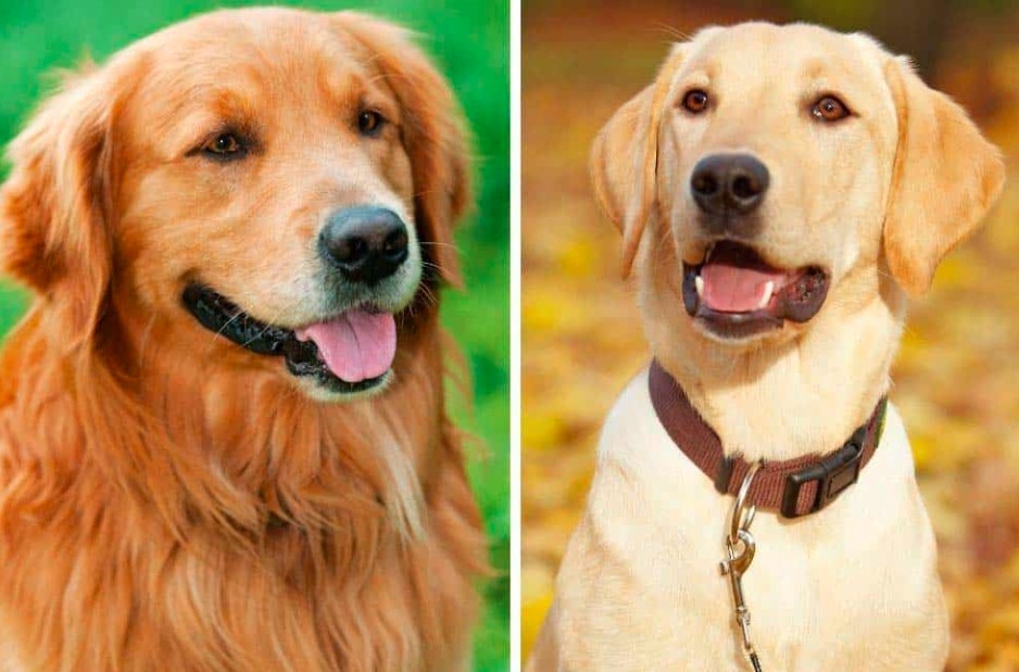 army dog centre