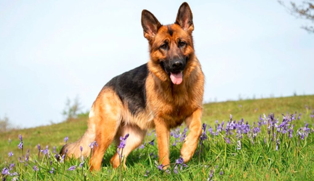 army dog centre
