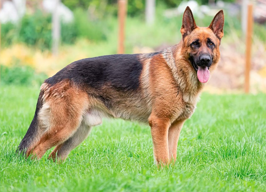 Army Dog Centre Lahore